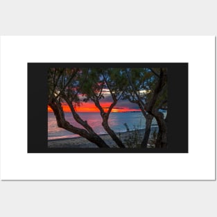 Tamarisk sunset Posters and Art